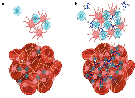 Schematic showing biomaterial-based artificial hemostats enabling hemostasis and oxygen transport.